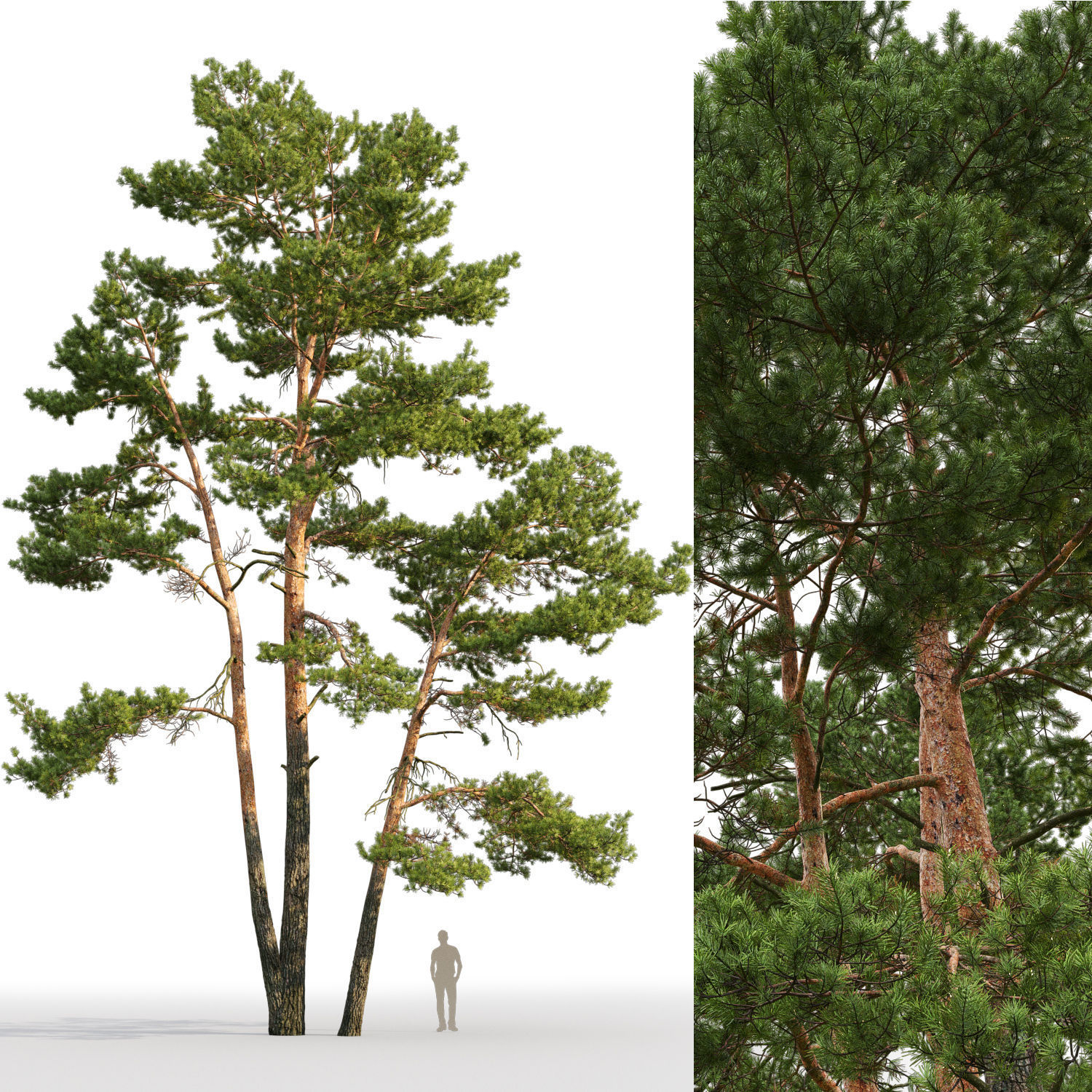 Pinus Sylvestris 24 H10-17m 3D model_2