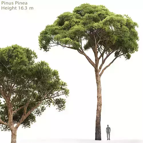 Pinus Pinea 02 3D model