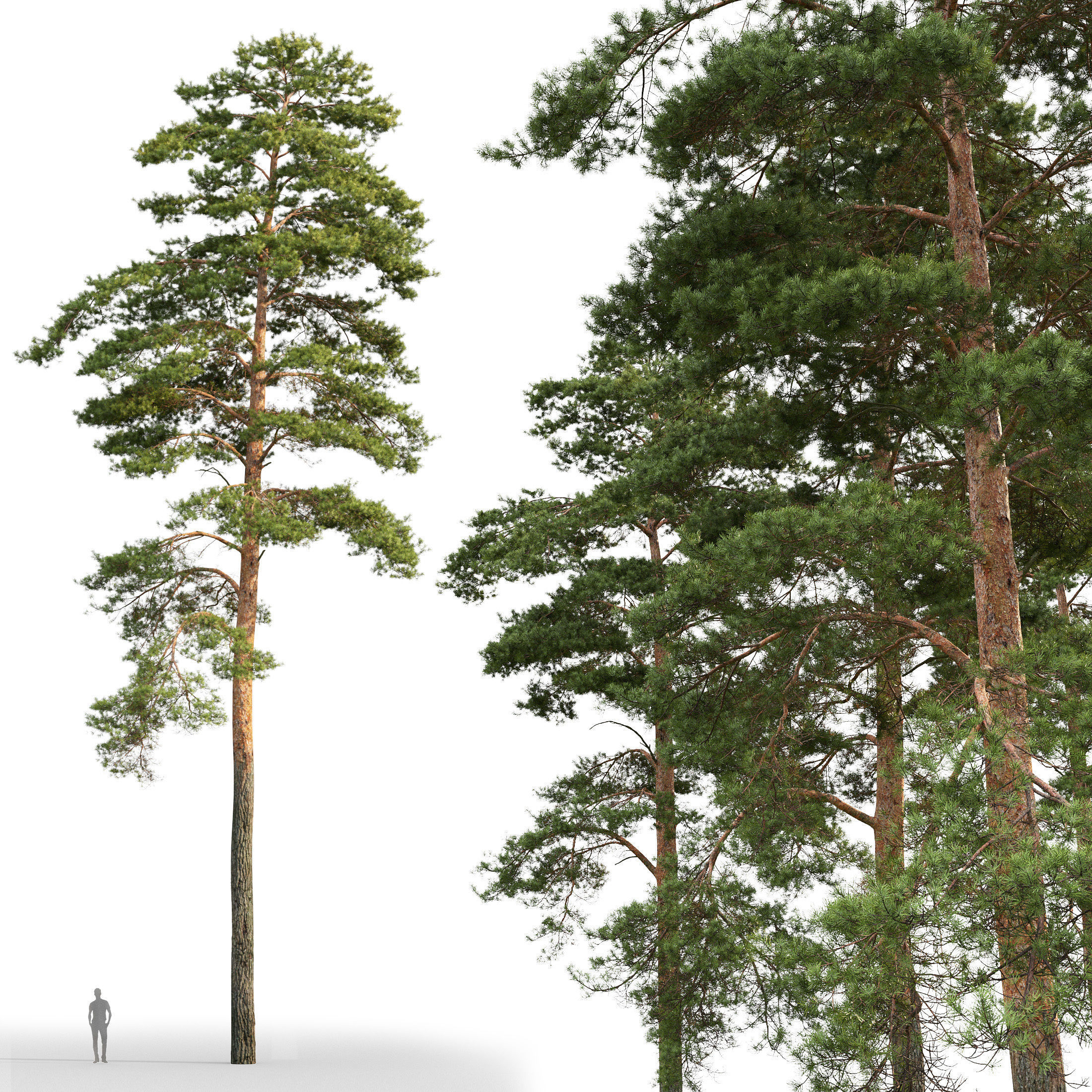 Pinus Sylvestris 26 H25m 3D model_1