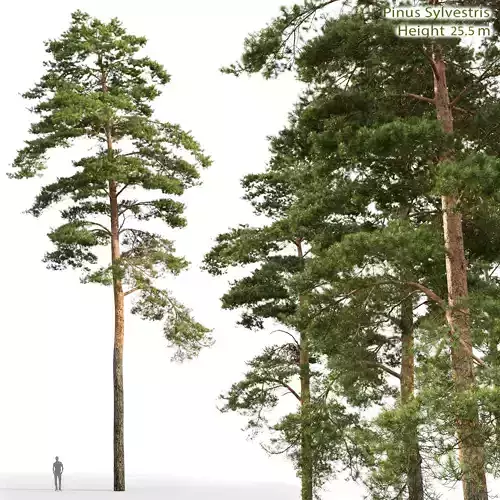 Pinus Sylvestris 26 H25m