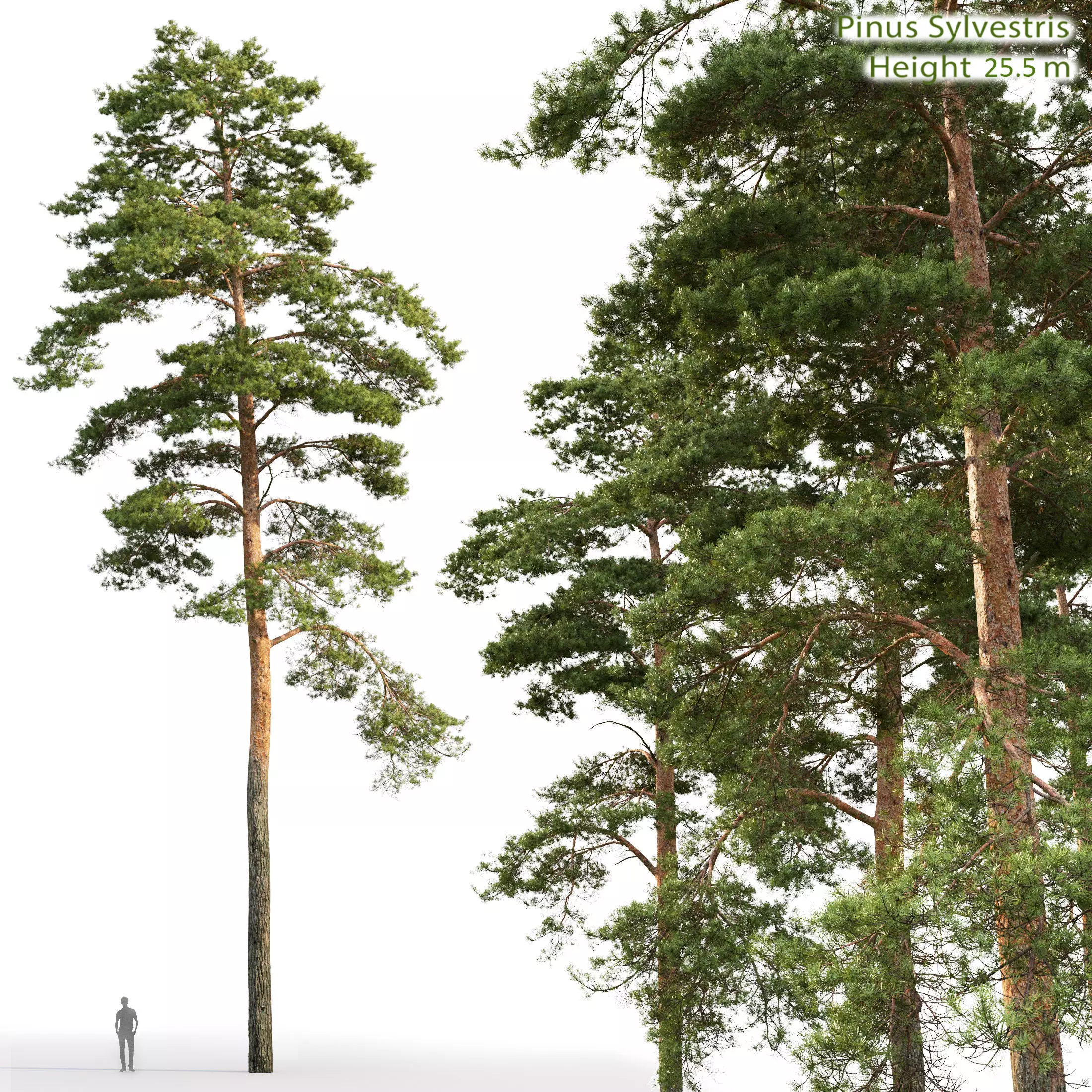 Pinus Sylvestris 26 H25m 3D model_0