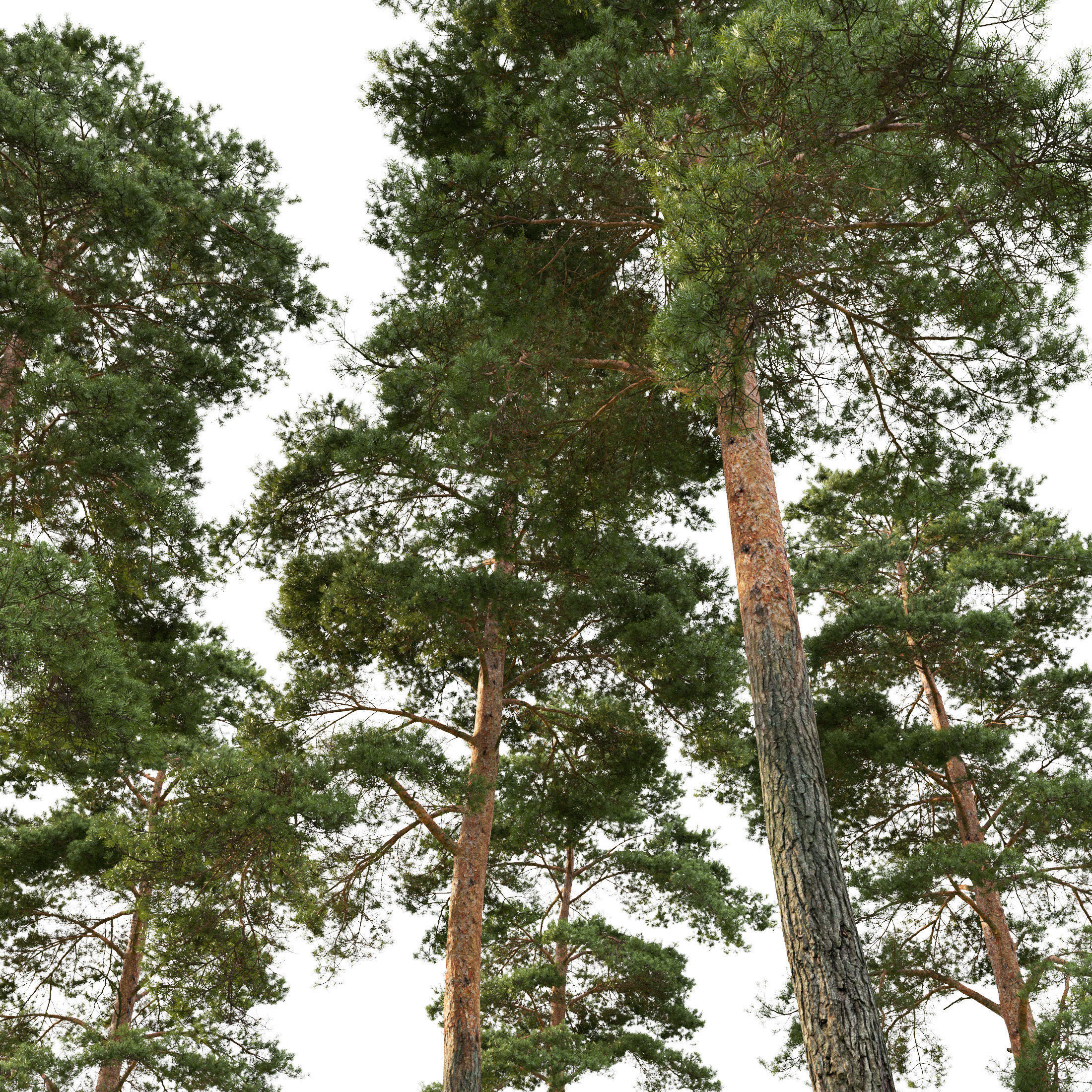 Pinus Sylvestris 26 H25m 3D model_2