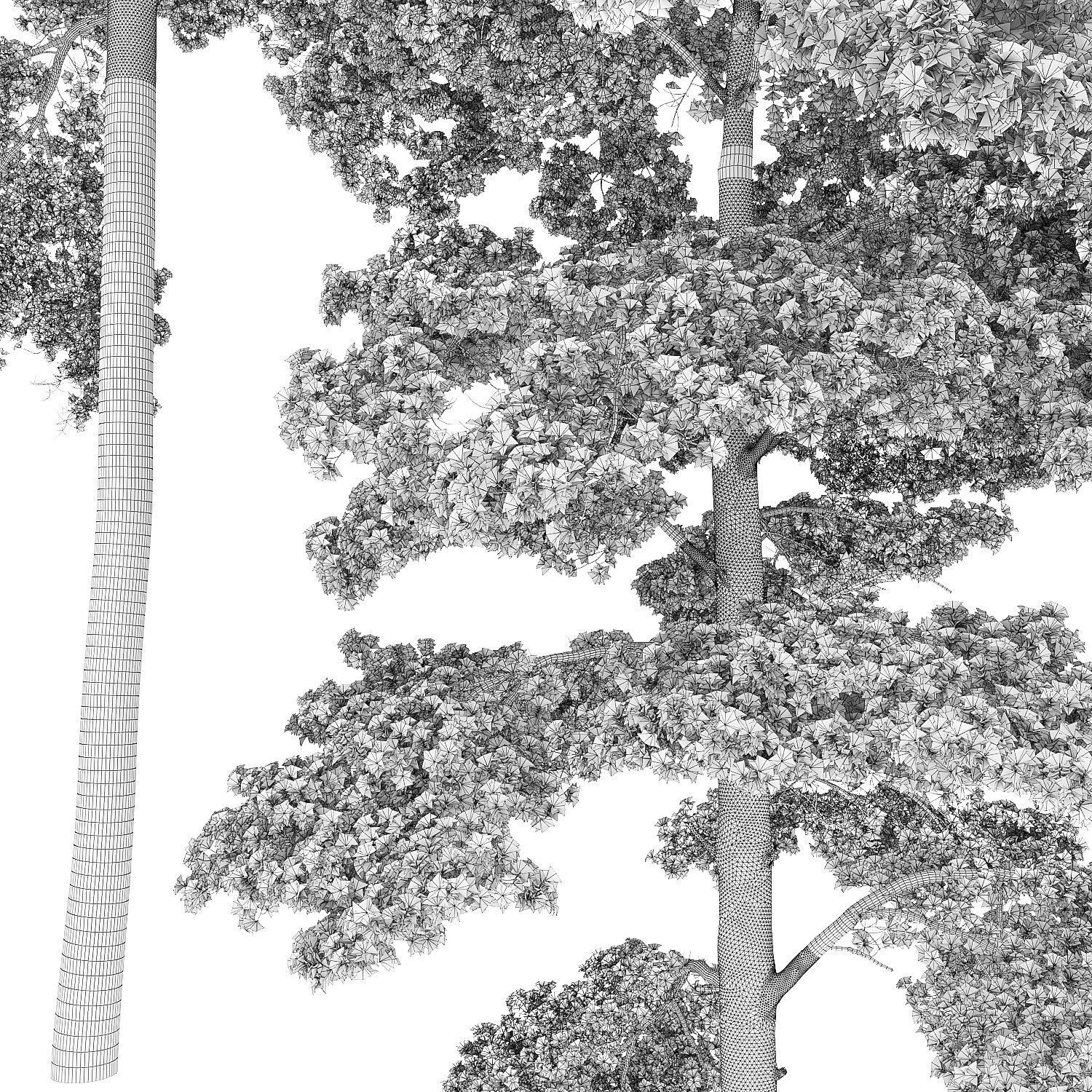 Pinus Sylvestris 26 H25m 3D model_4