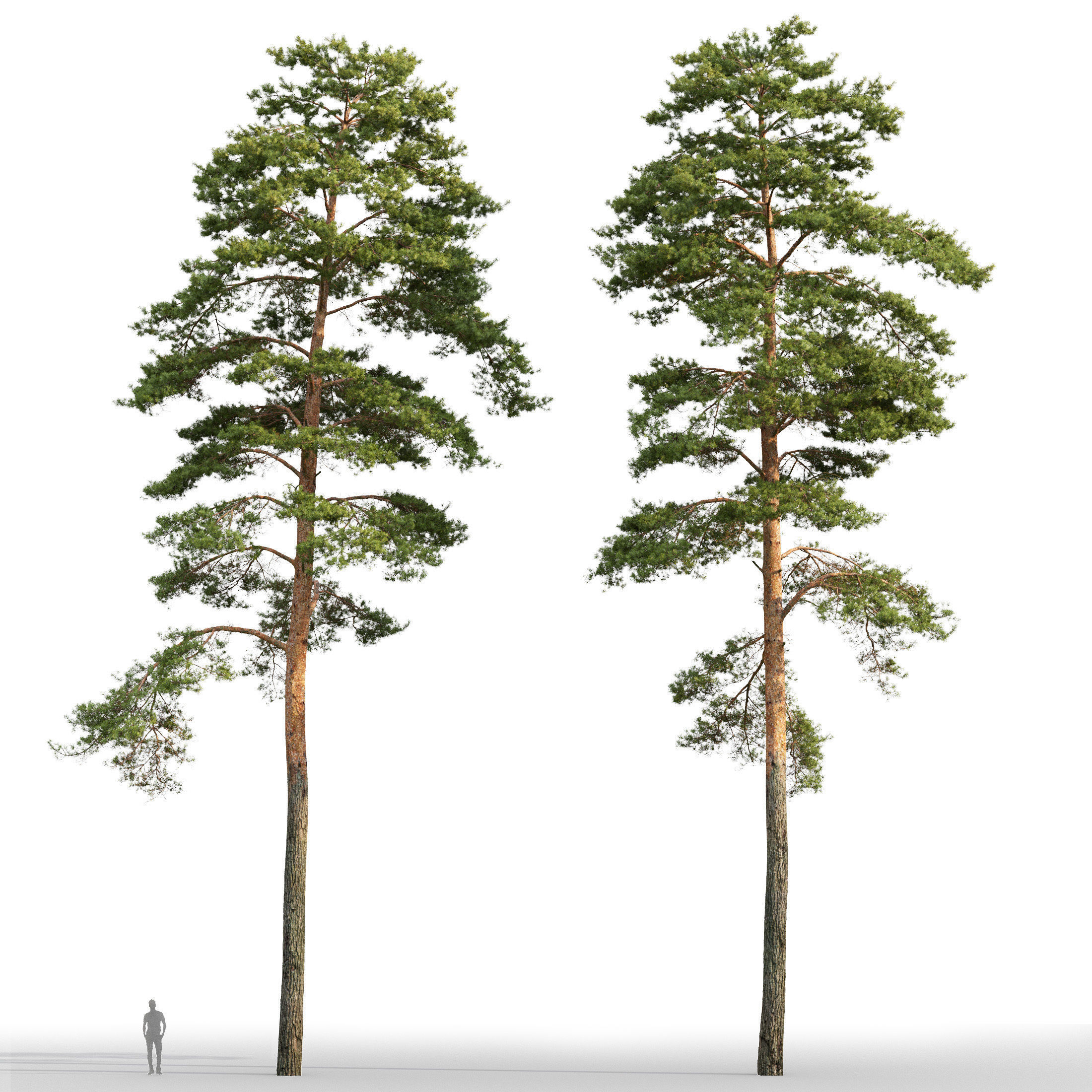 Pinus Sylvestris 26 H25m 3D model_3