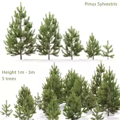 Pinus Sylvestris young 01 H1m