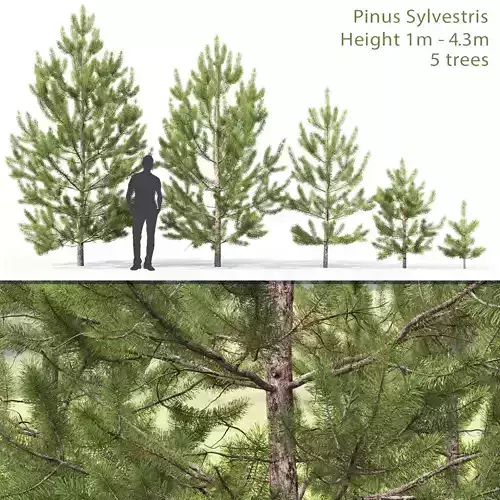 Pinus Sylvestris young 02 H1-4m
