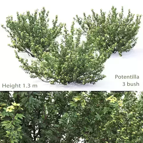 Potentilla bush 01 3D model