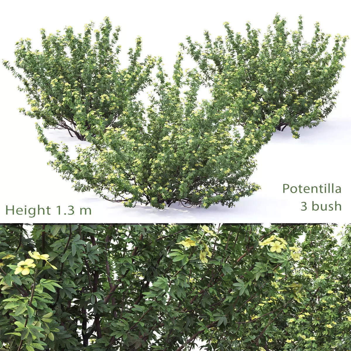 Potentilla bush 01 3D model_0