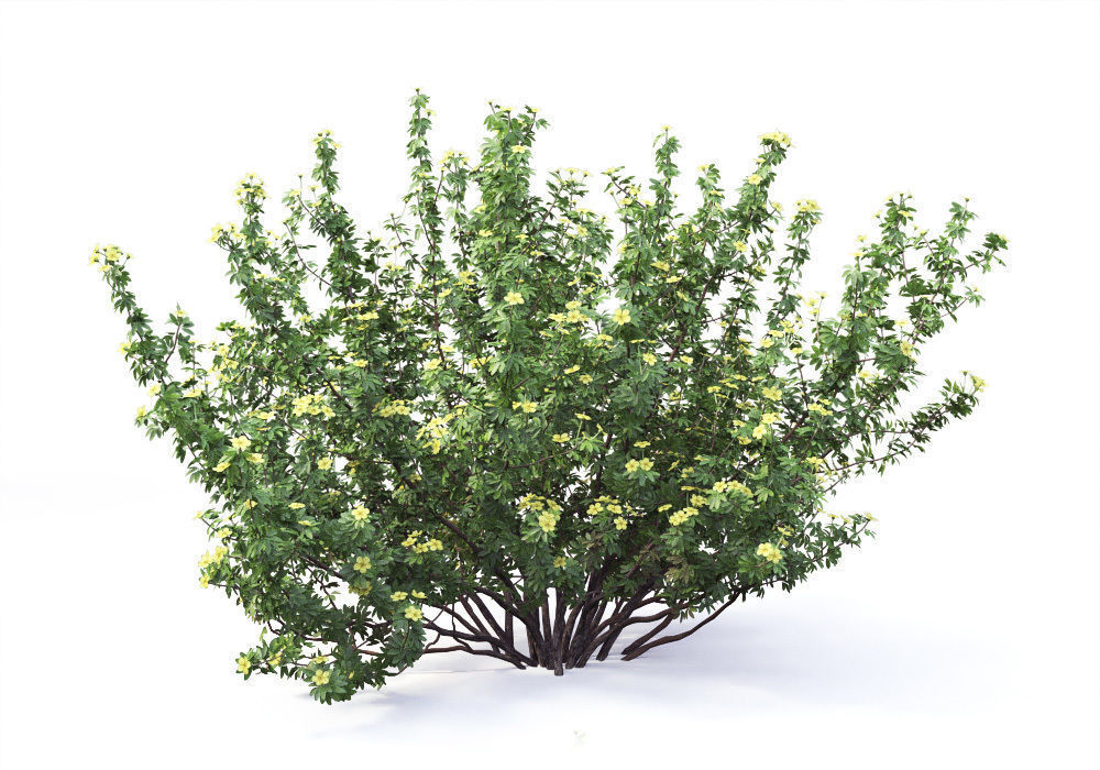 Potentilla bush 01 3D model_2