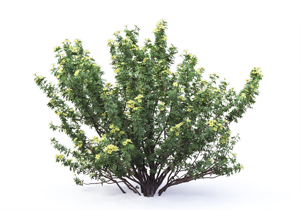 Potentilla bush 01 3D model_4