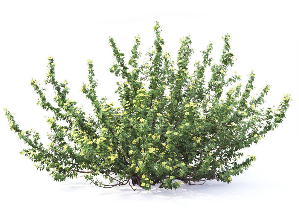 Potentilla bush 01 3D model_3