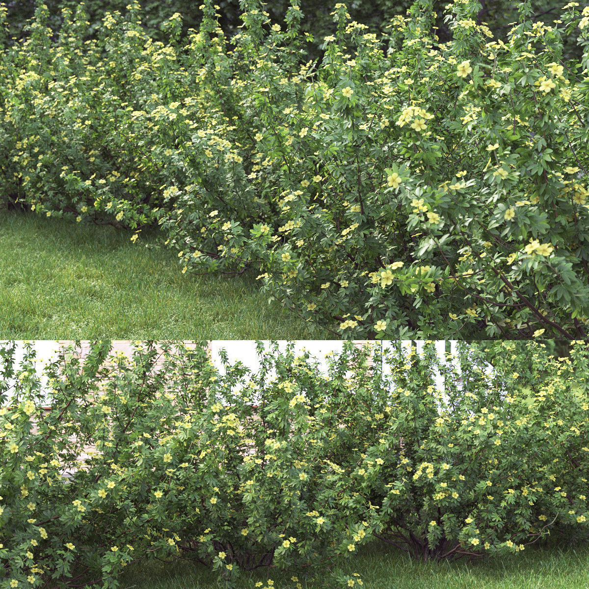 Potentilla bush 01 3D model_1