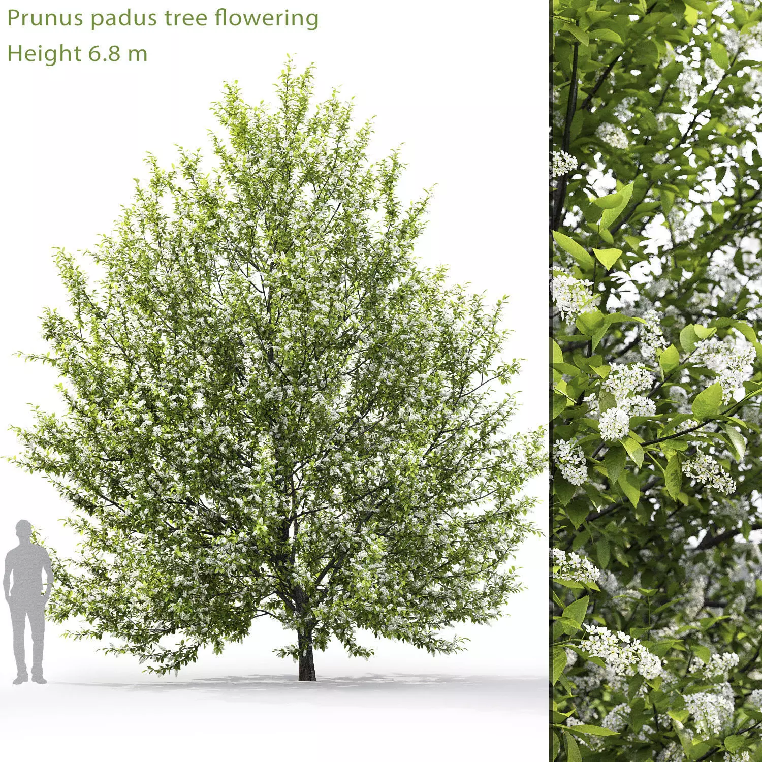 Prunus padus 01H6m 3D model_0