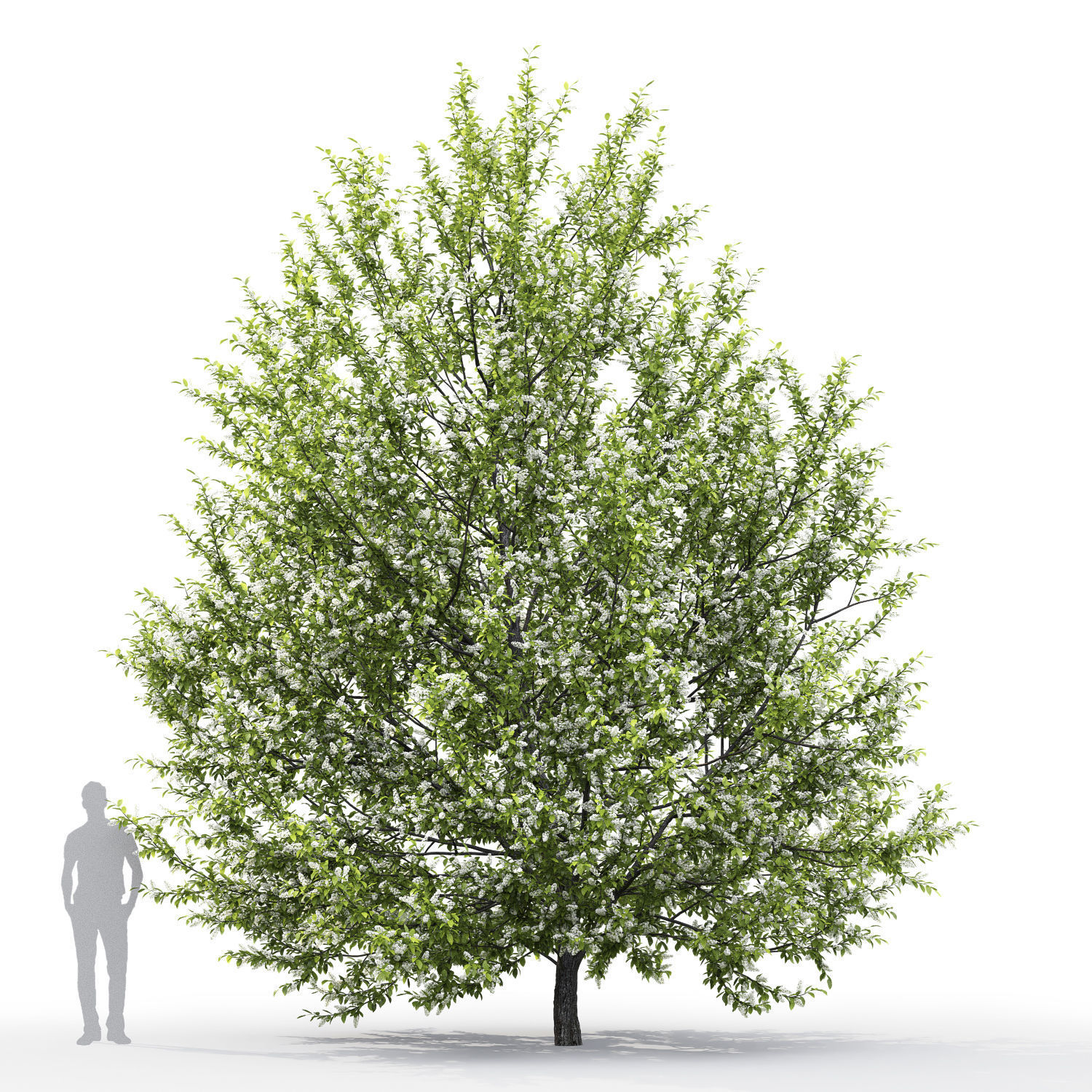 Prunus padus 01H6m 3D model_1