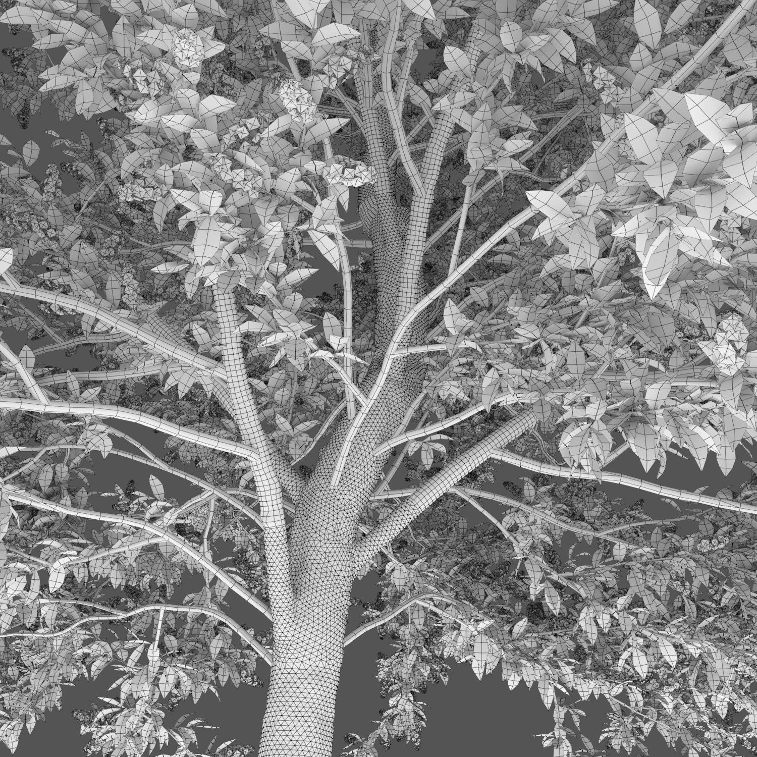 Prunus padus 01H6m 3D model_3