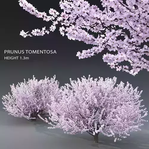 Prunus tomentosa