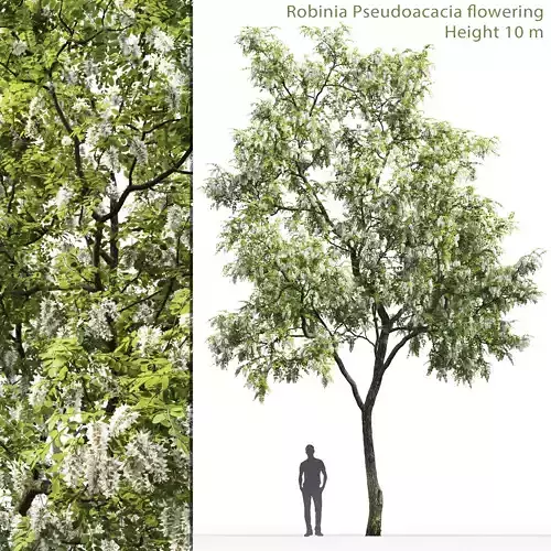Robinia pseudoacacia 01 H10m 3D model