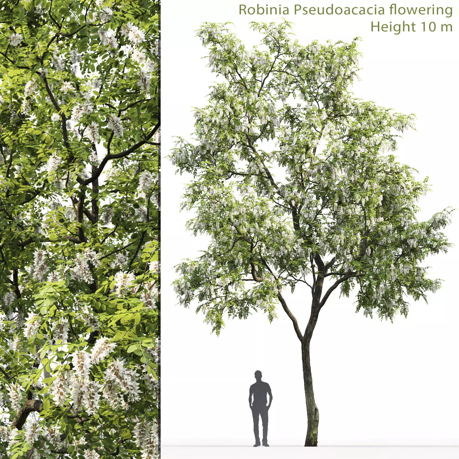 Robinia pseudoacacia 01 H10m 3D model