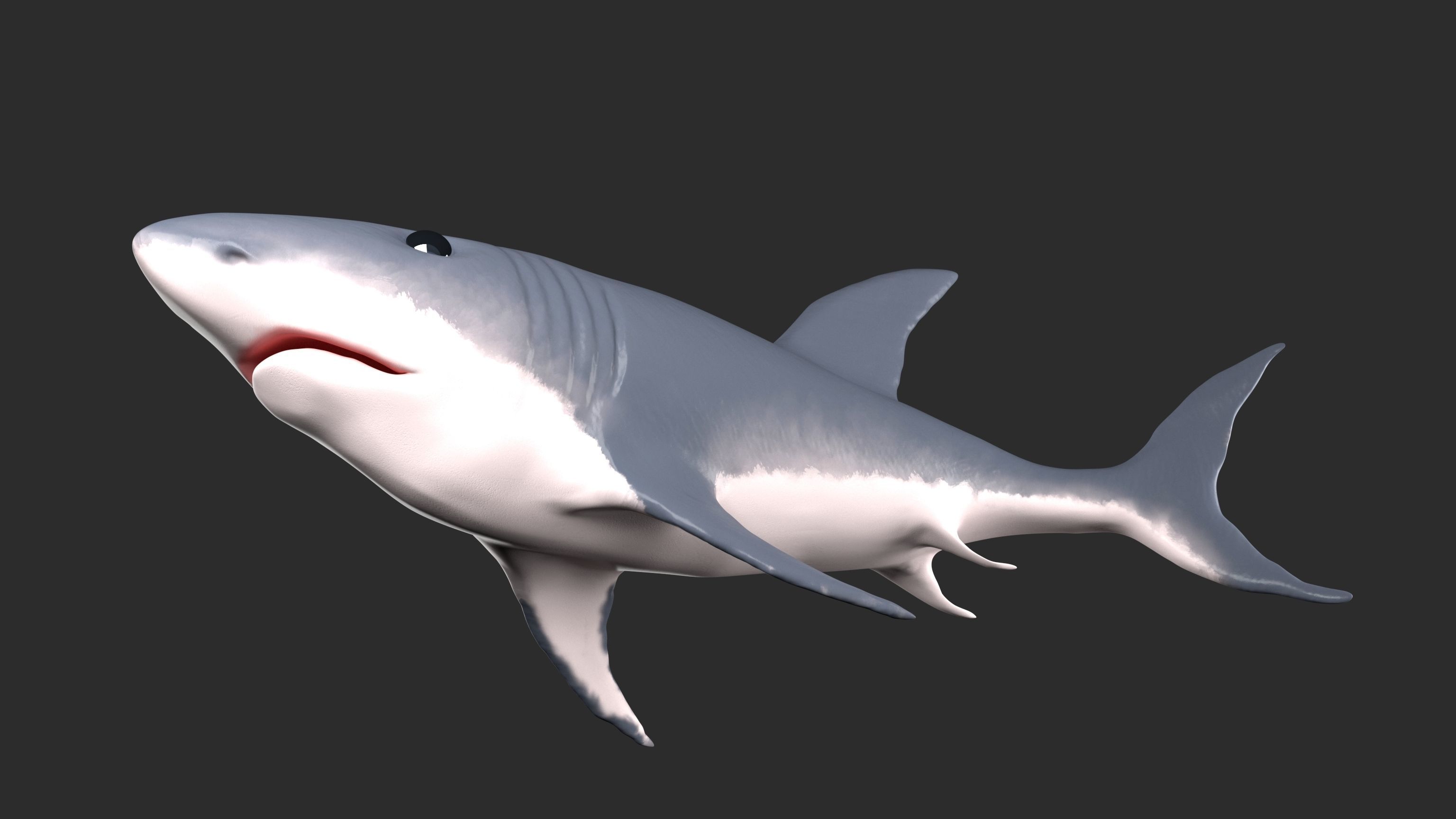 Shark Low-poly 3D model_5