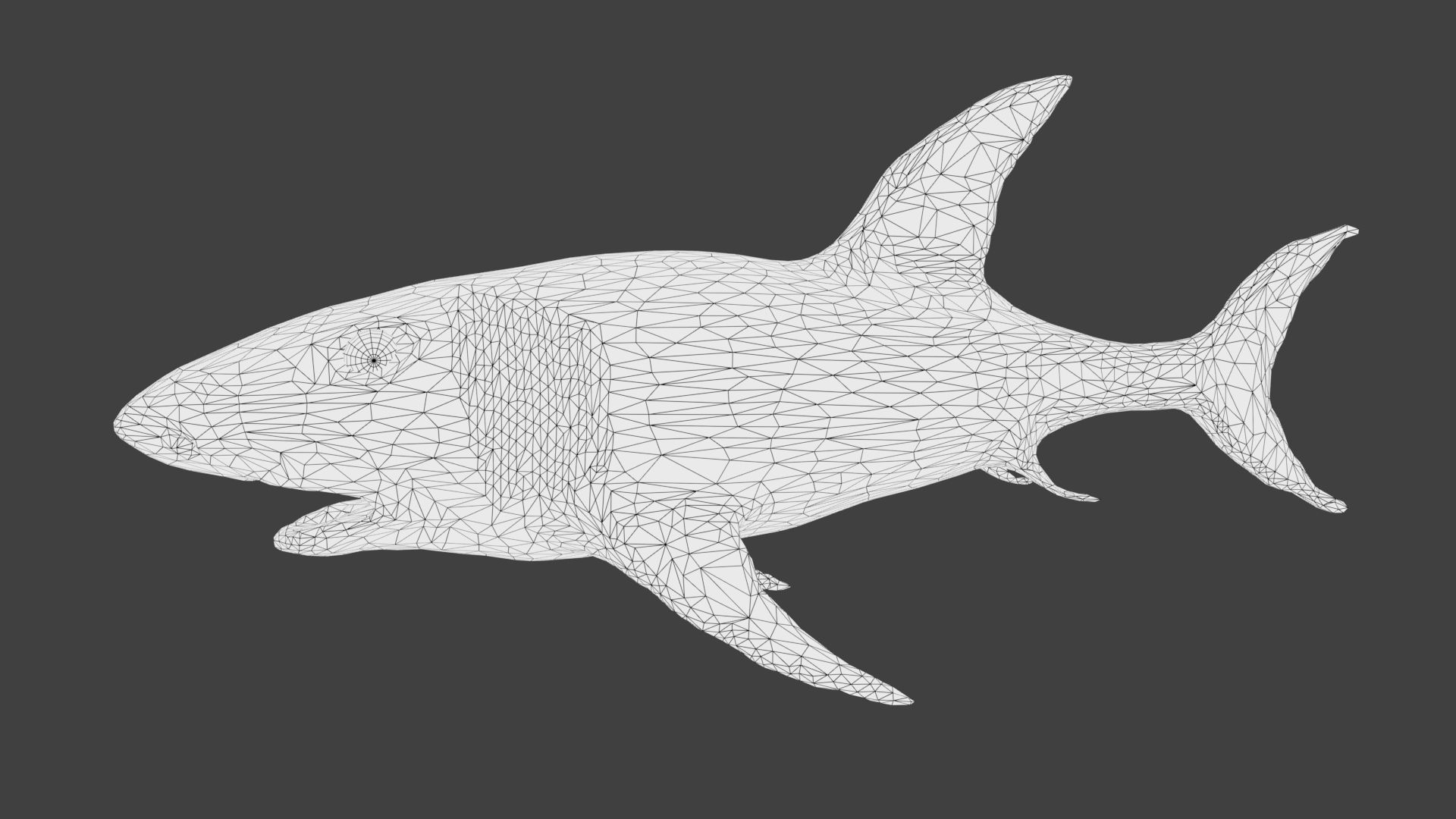 Shark Low-poly 3D model_9