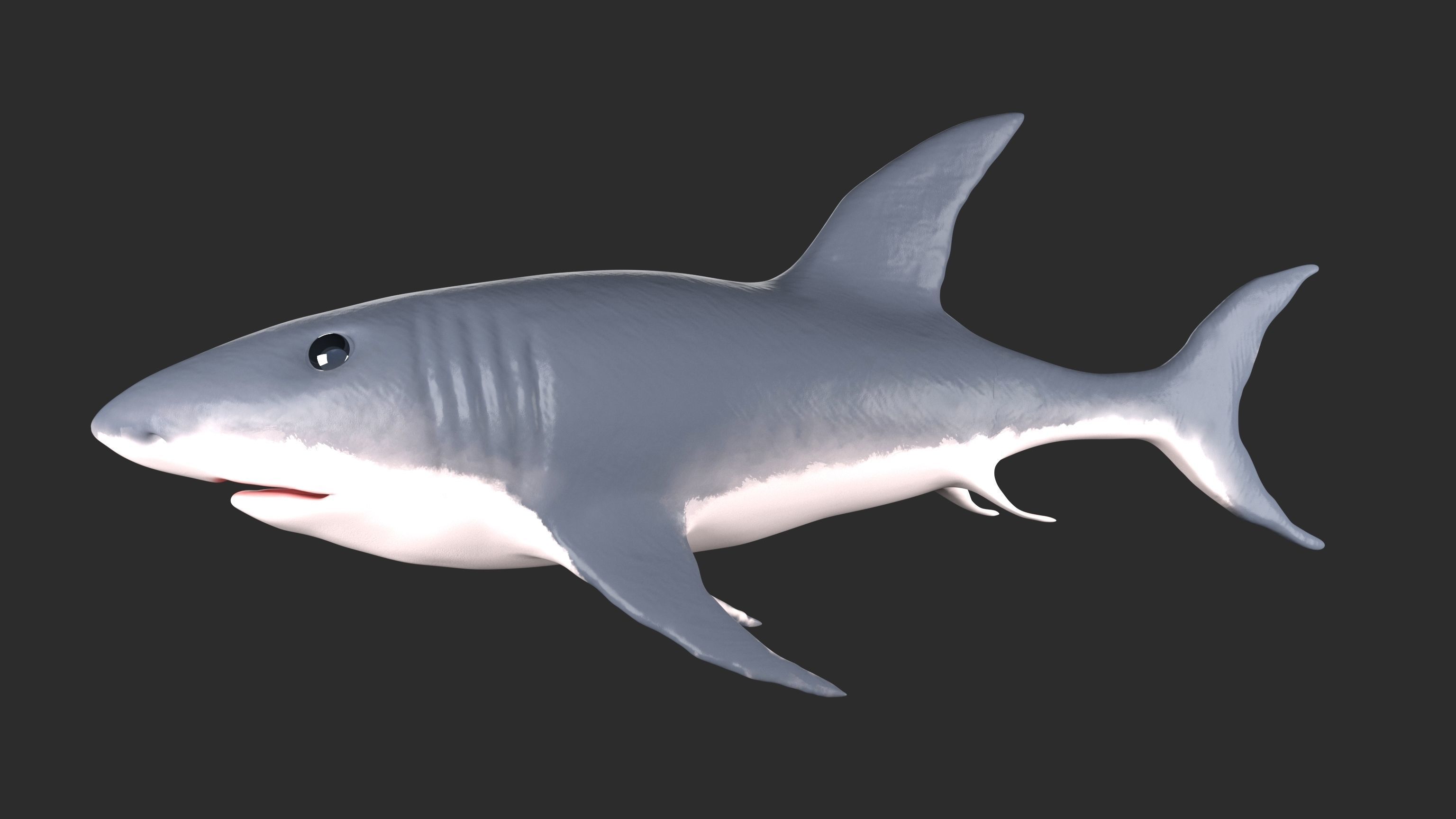 Shark Low-poly 3D model_3