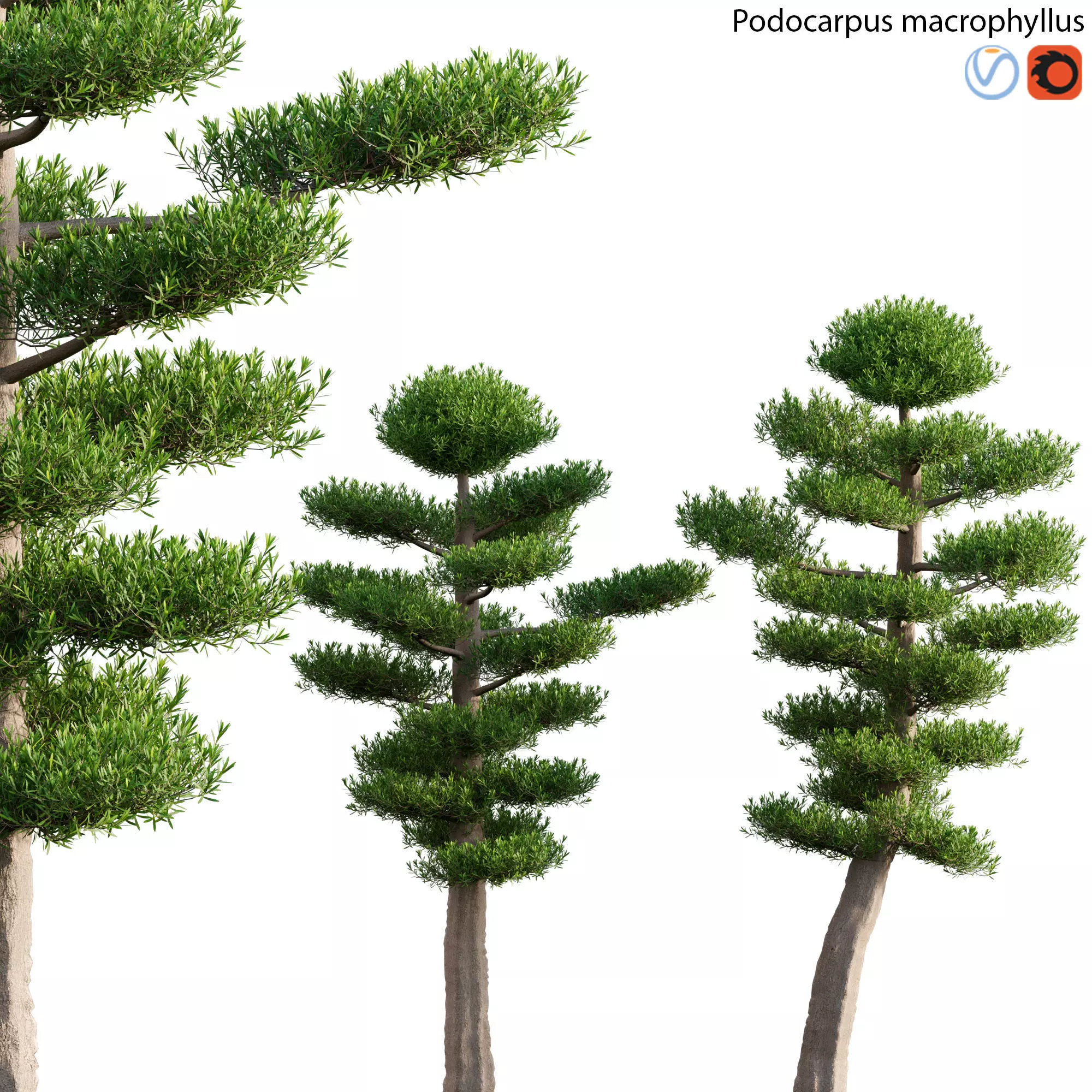 Podocarpus macrophyllus 02 3D model