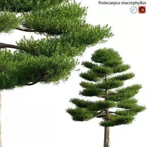 Podocarpus macrophyllus 03