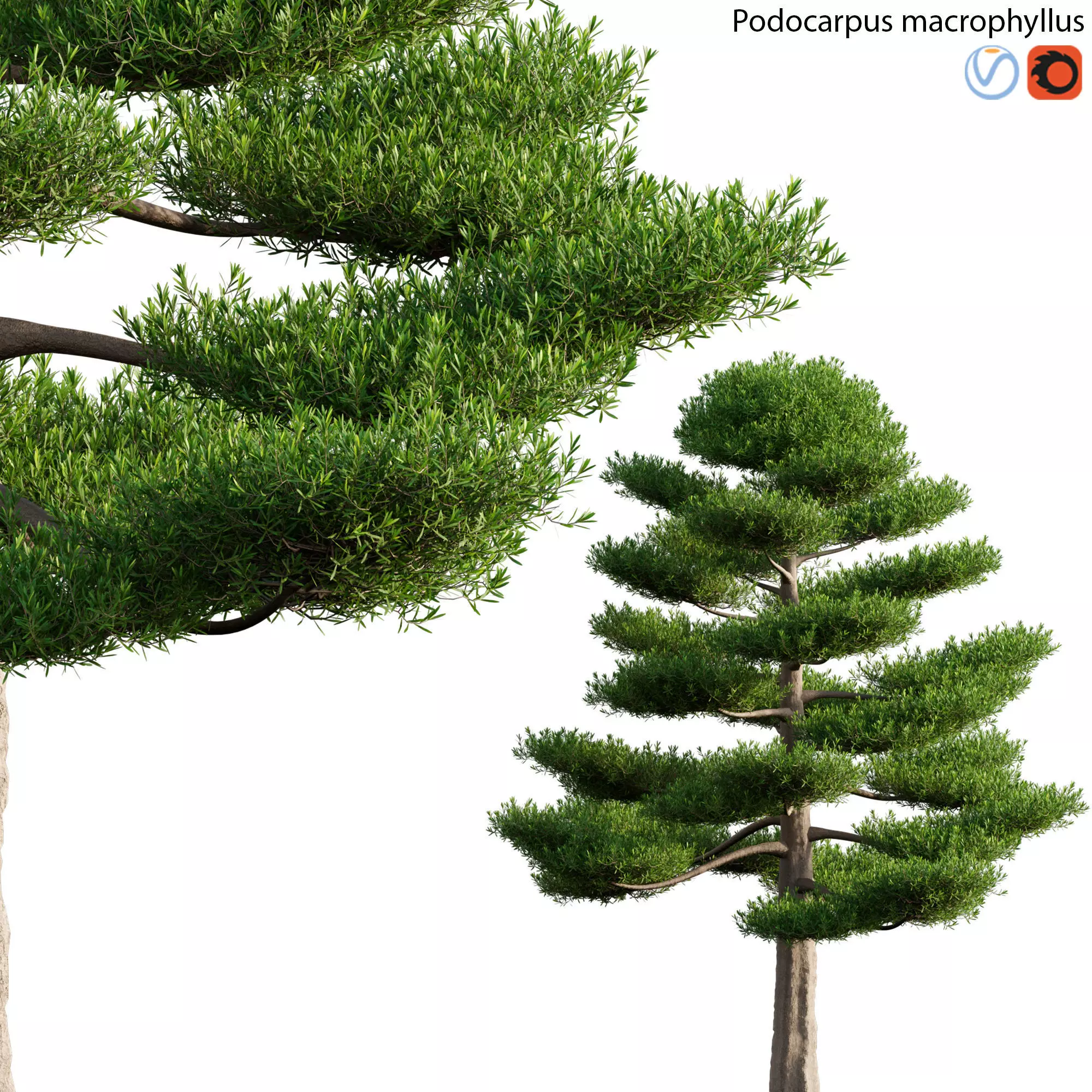 Podocarpus macrophyllus 03 3D model