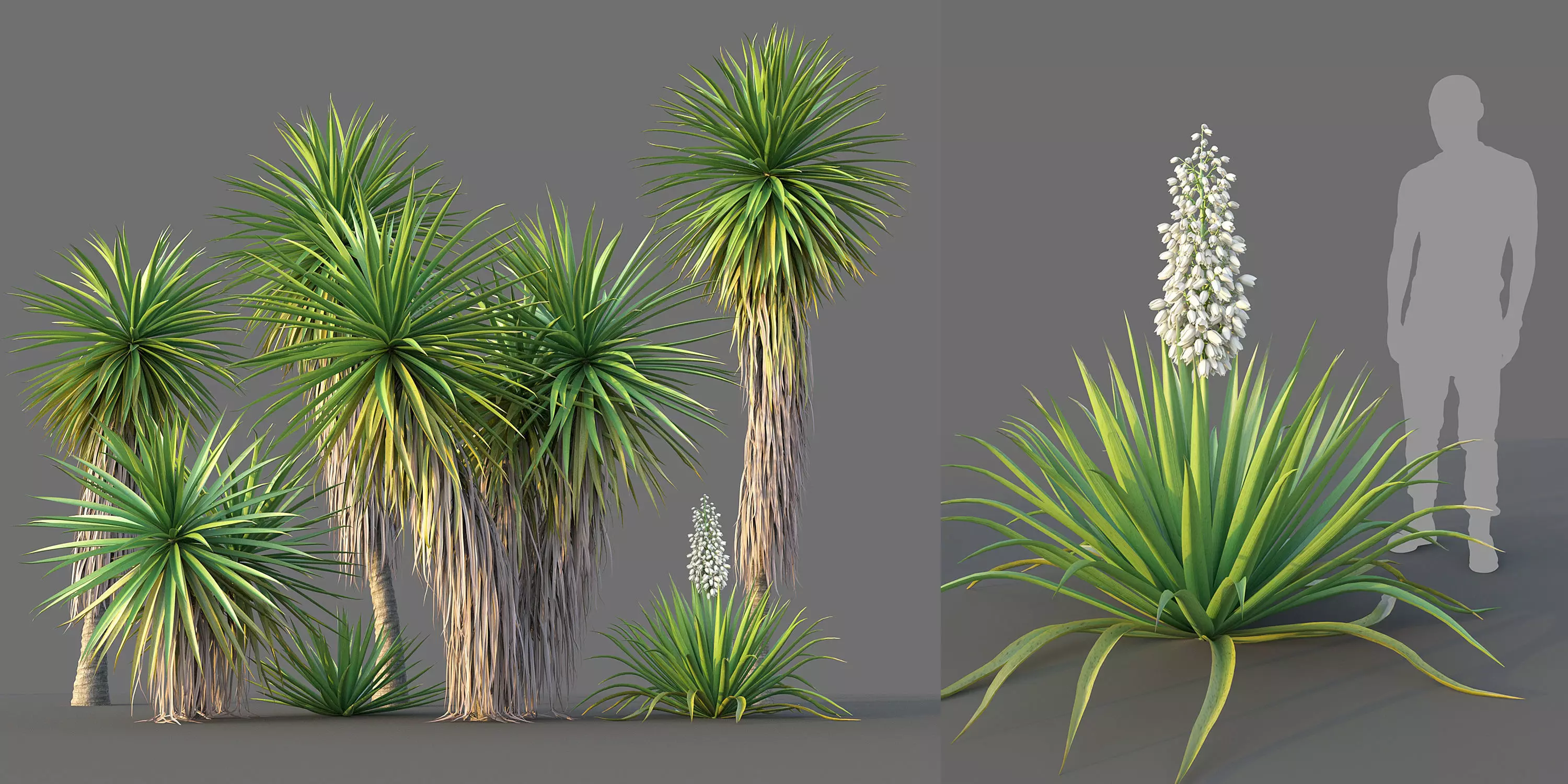 Yucca Set three cactus plants 3D model