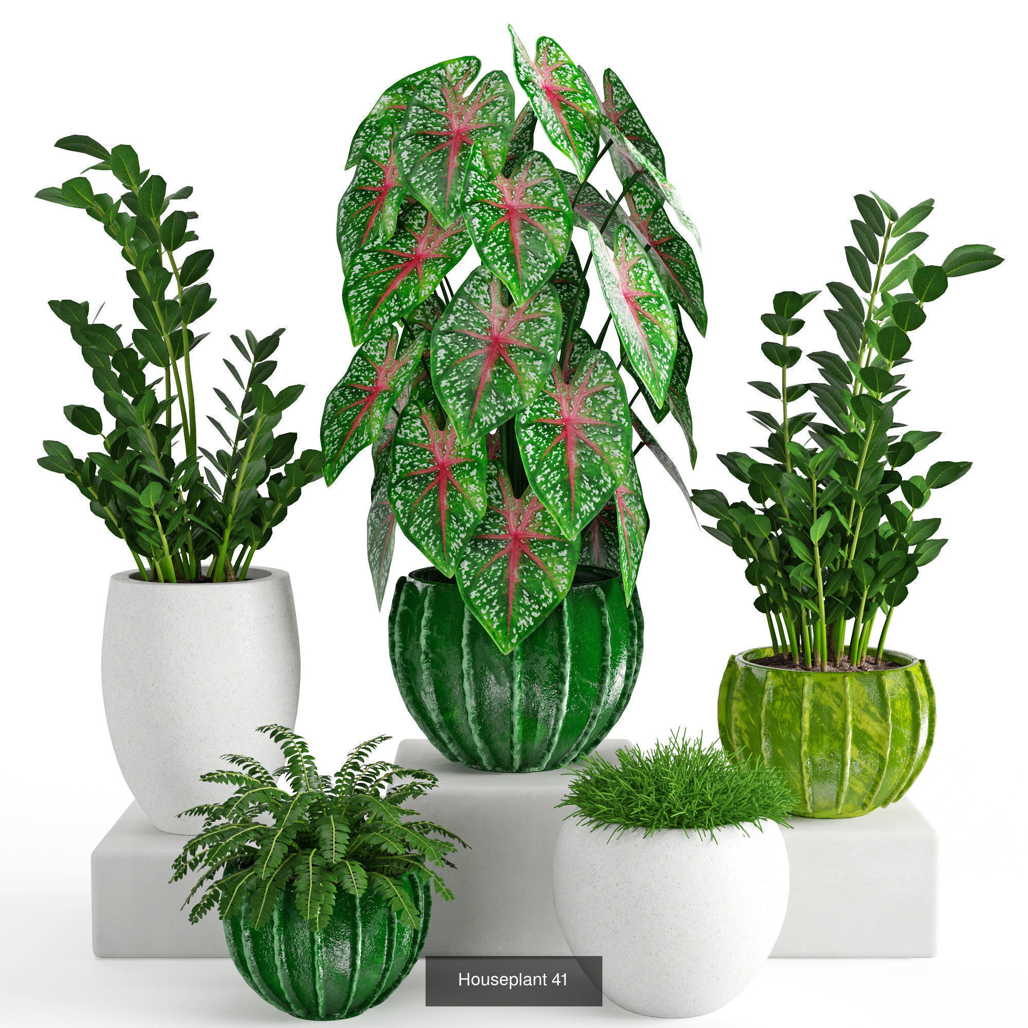 Plants collection 08 _4