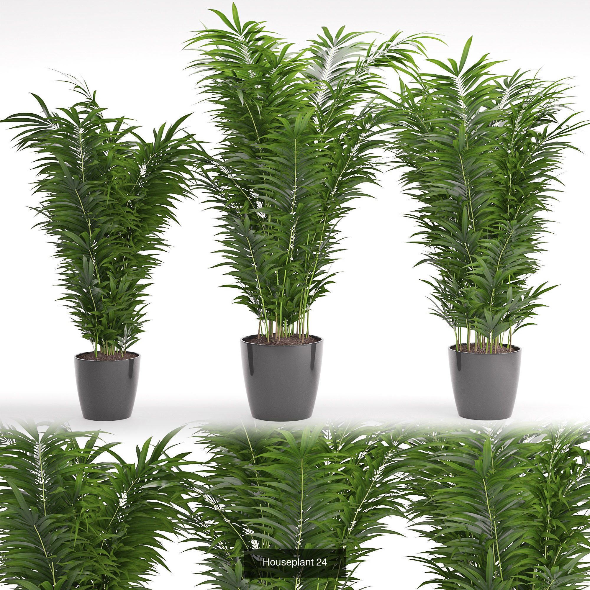 Plants collection 08 _1