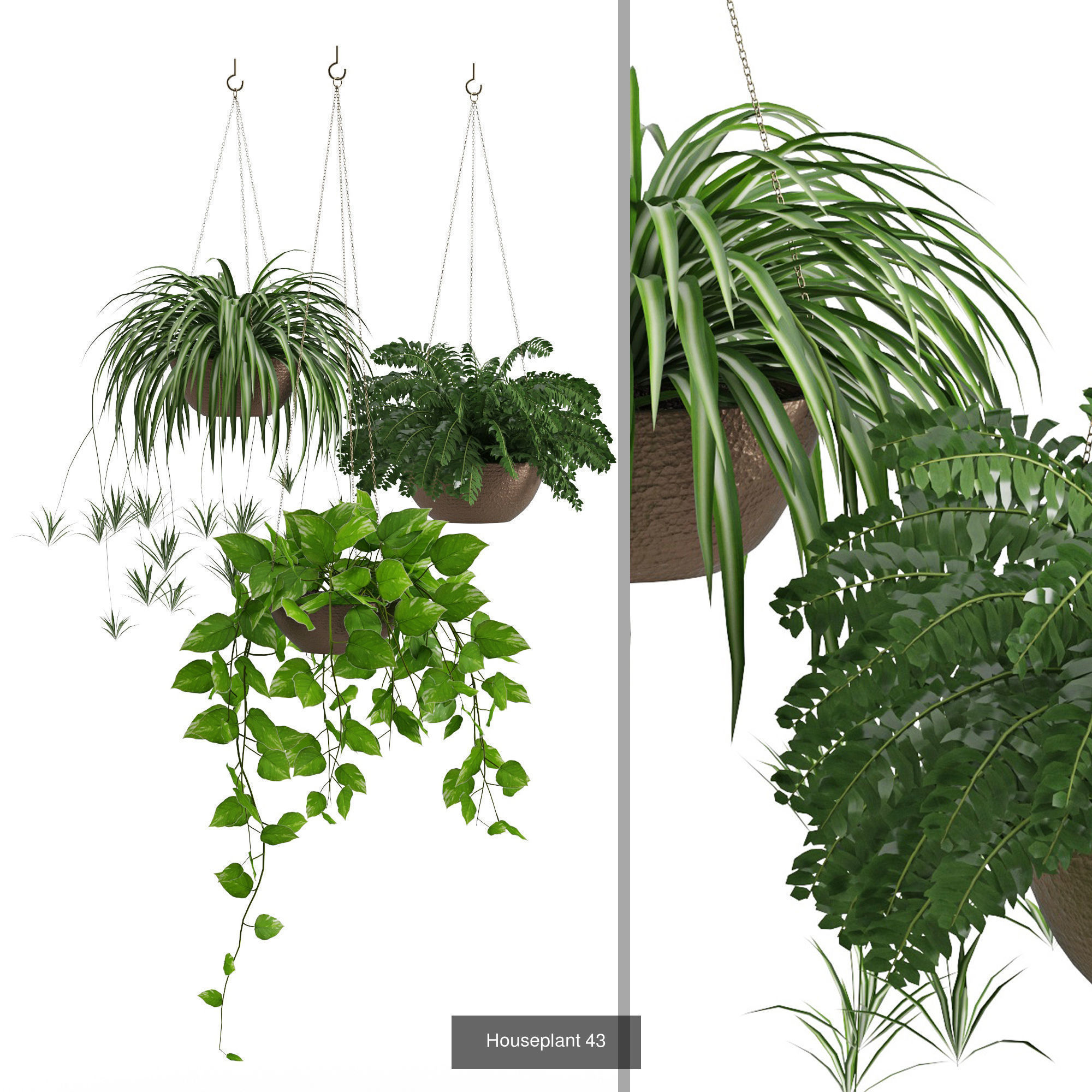 Plants collection 08 _5