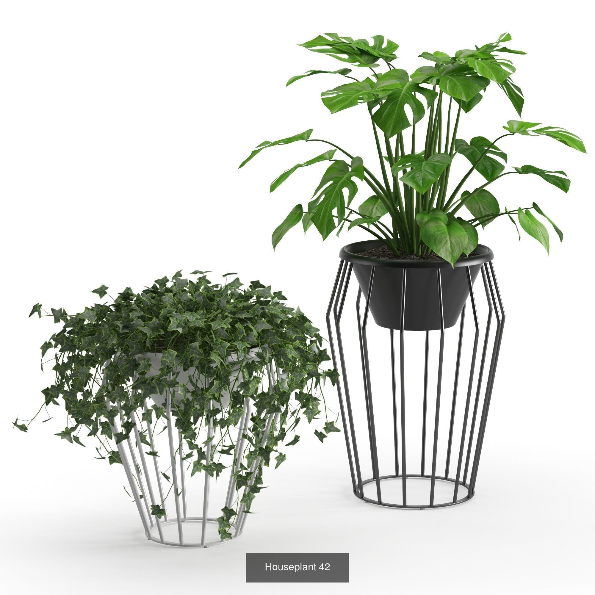 Plants collection 08 _6