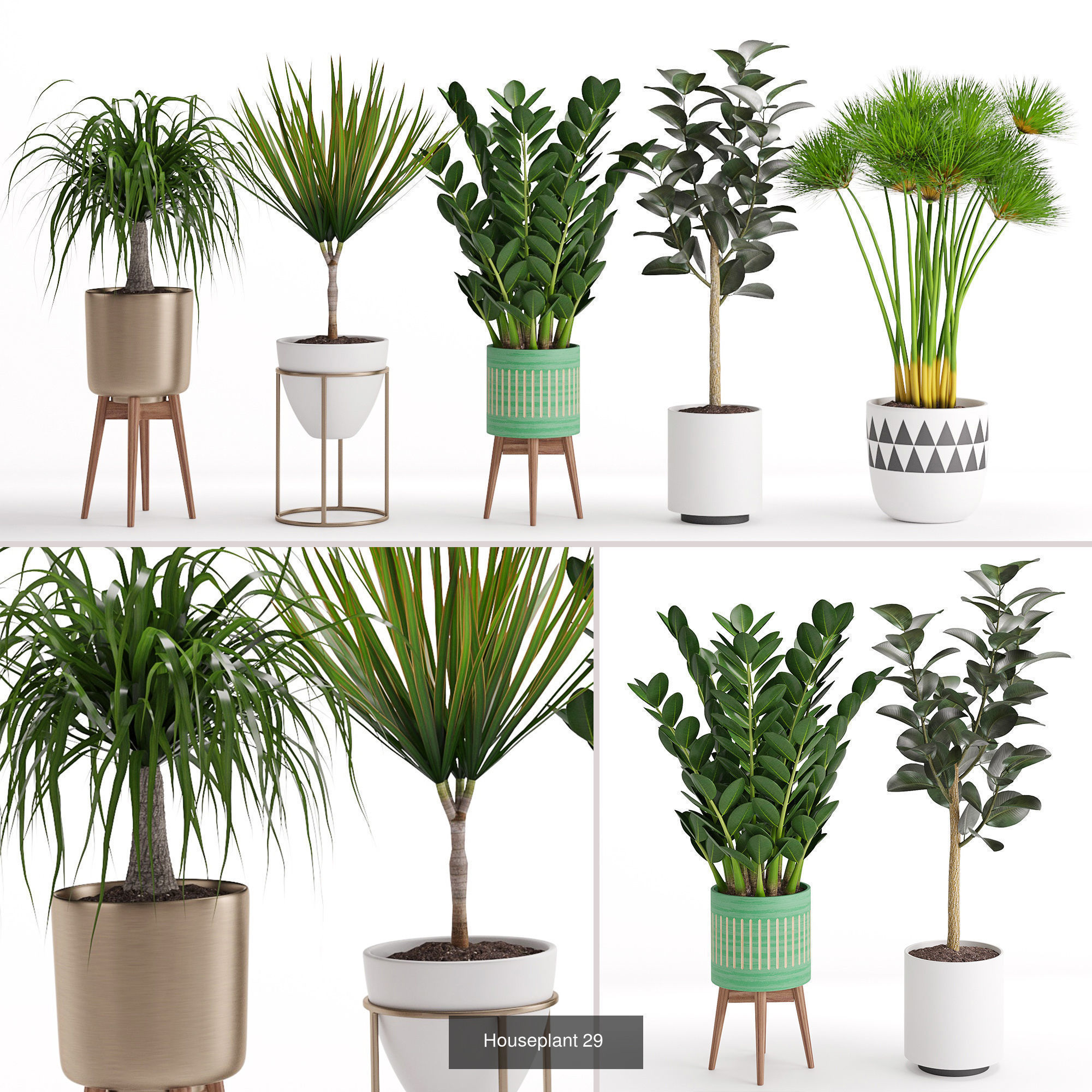 Plants collection 08 _3