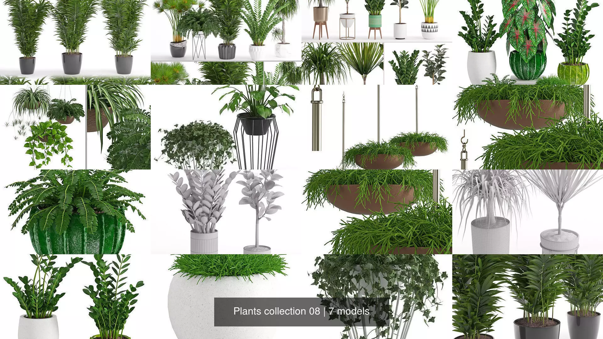 Plants collection 08 _0