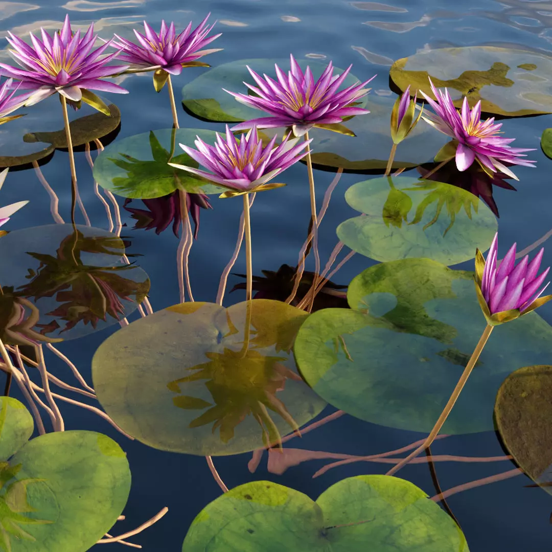 Nymphaea rubra - Waterlily -Velutha ambal 01 3D model