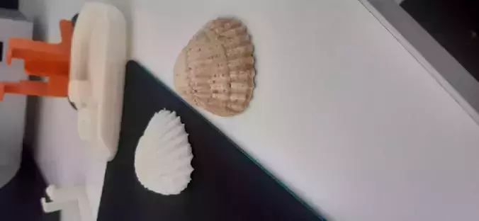 Natural Shell 