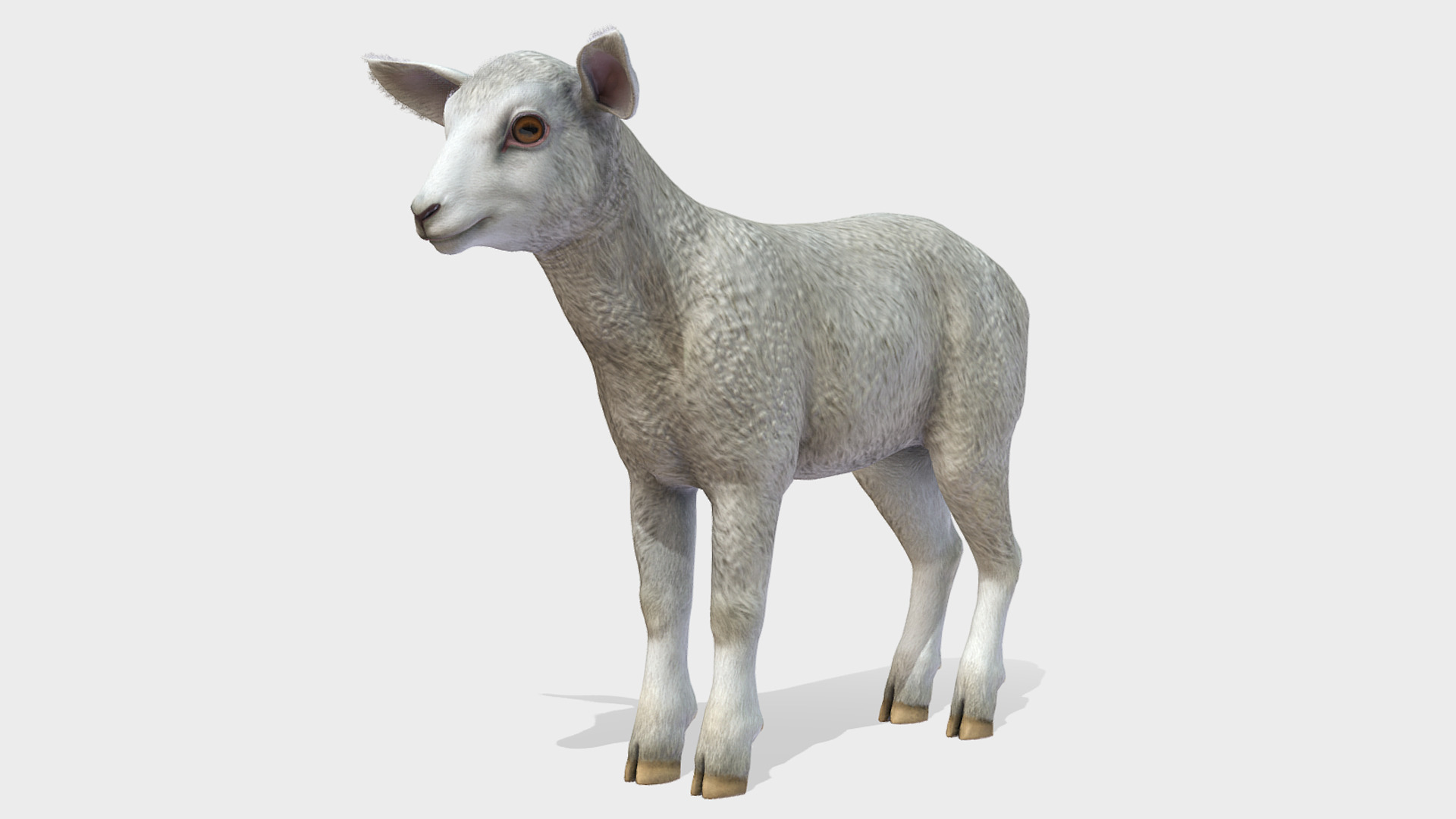 SHEEP FAMILY Low-poly 3D model_6
