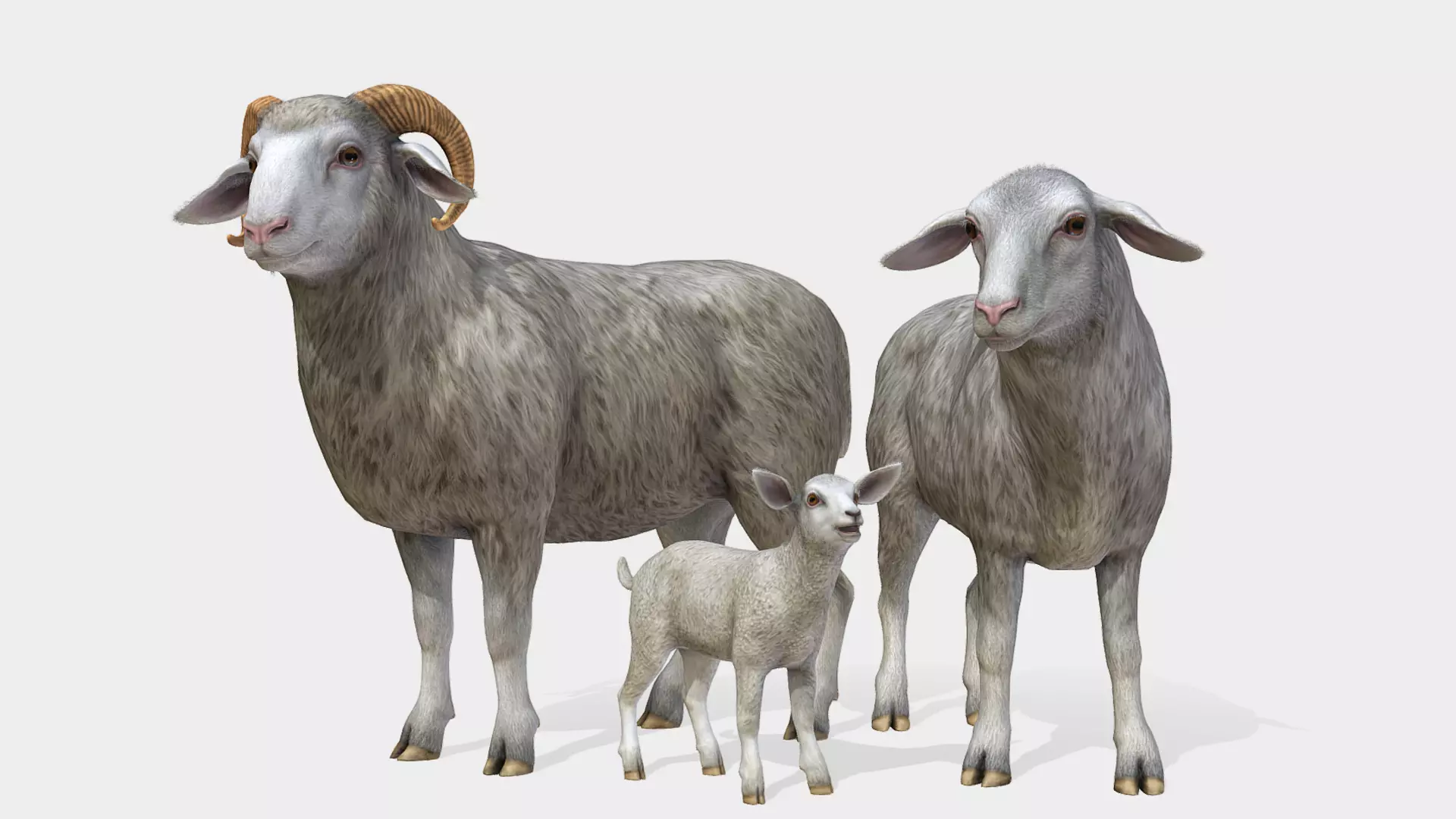 SHEEP FAMILY Low-poly 3D model_0
