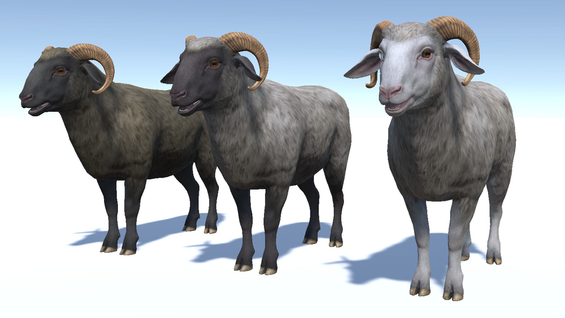 SHEEP FAMILY Low-poly 3D model_22