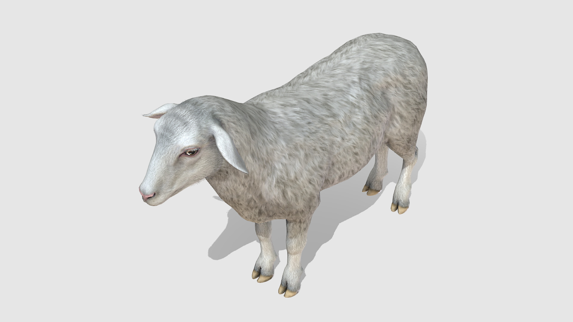SHEEP FAMILY Low-poly 3D model_14