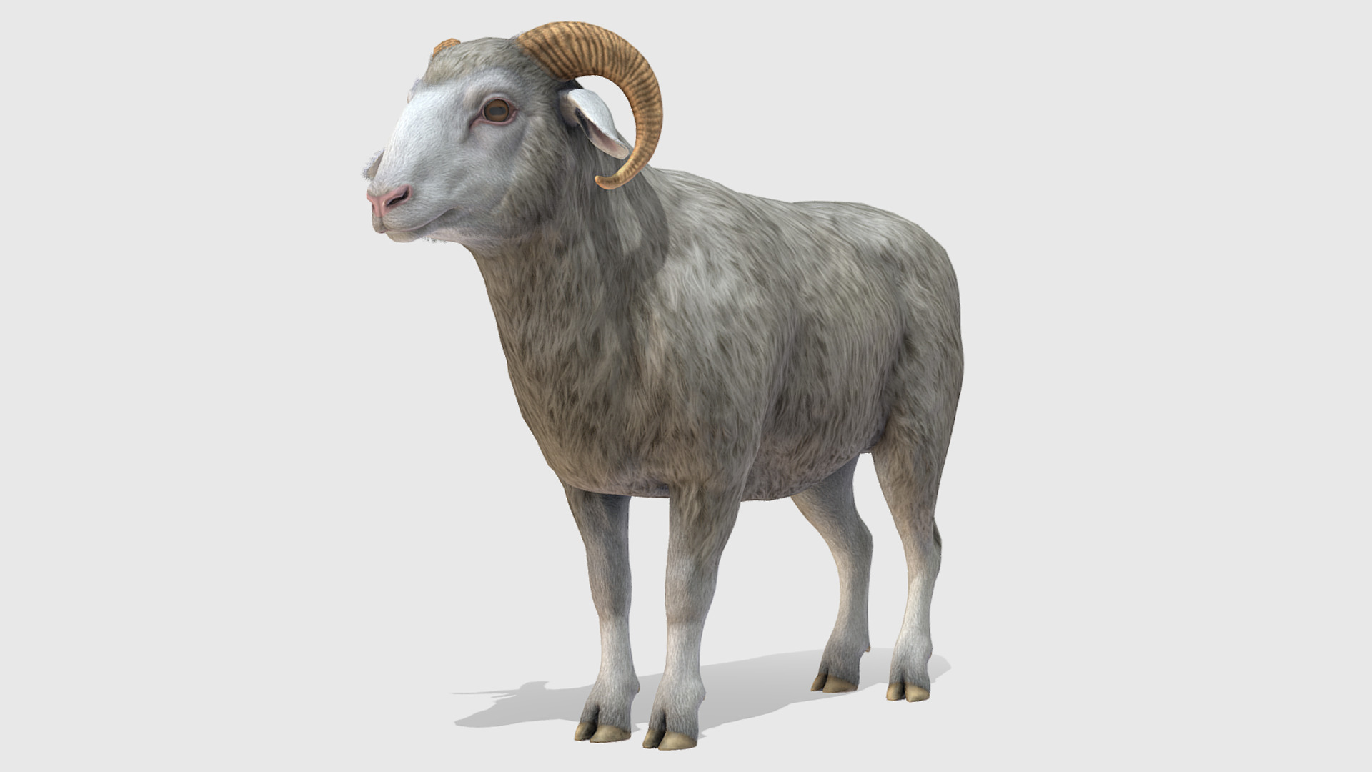 SHEEP FAMILY Low-poly 3D model_4