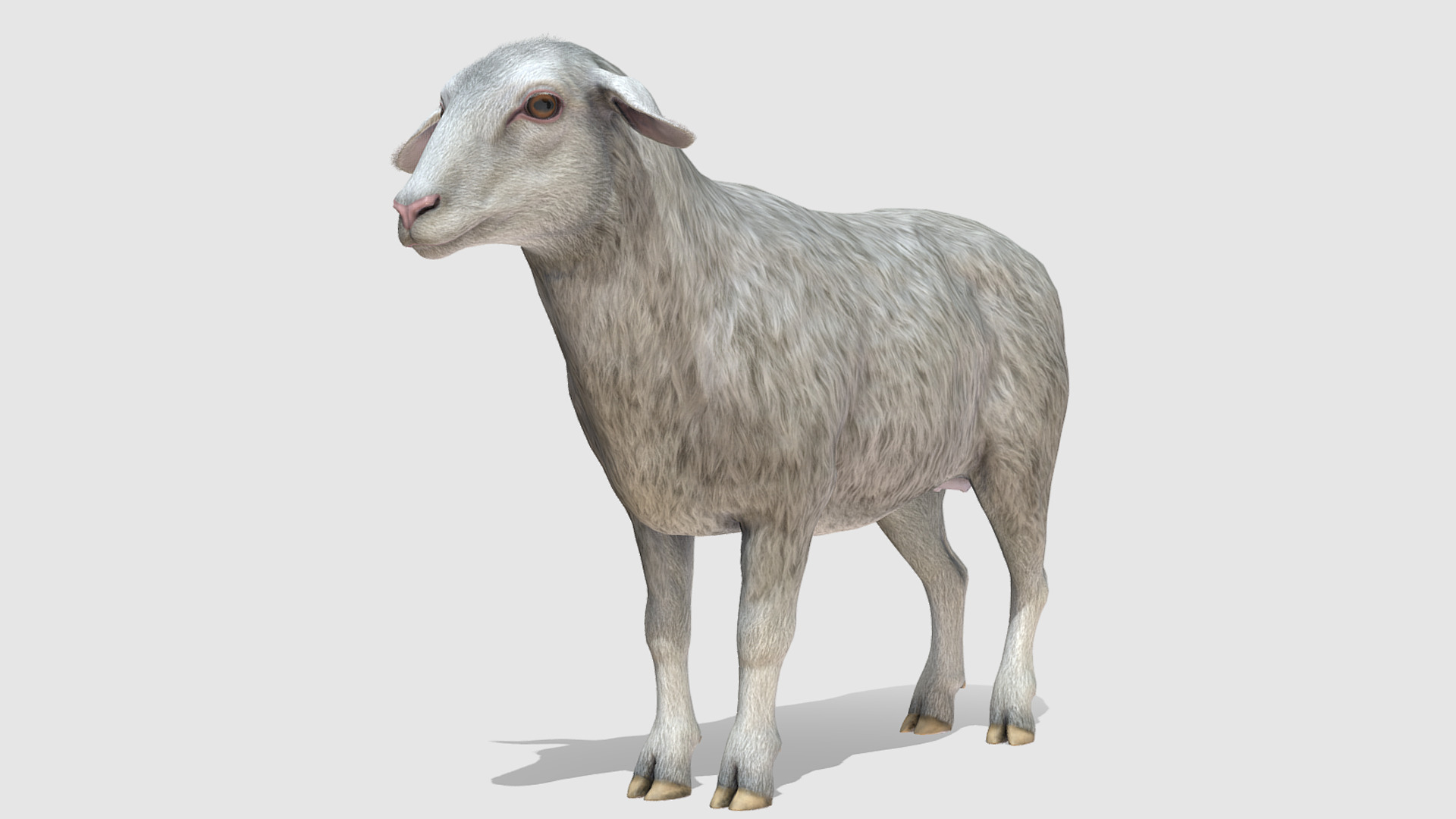 SHEEP FAMILY Low-poly 3D model_5