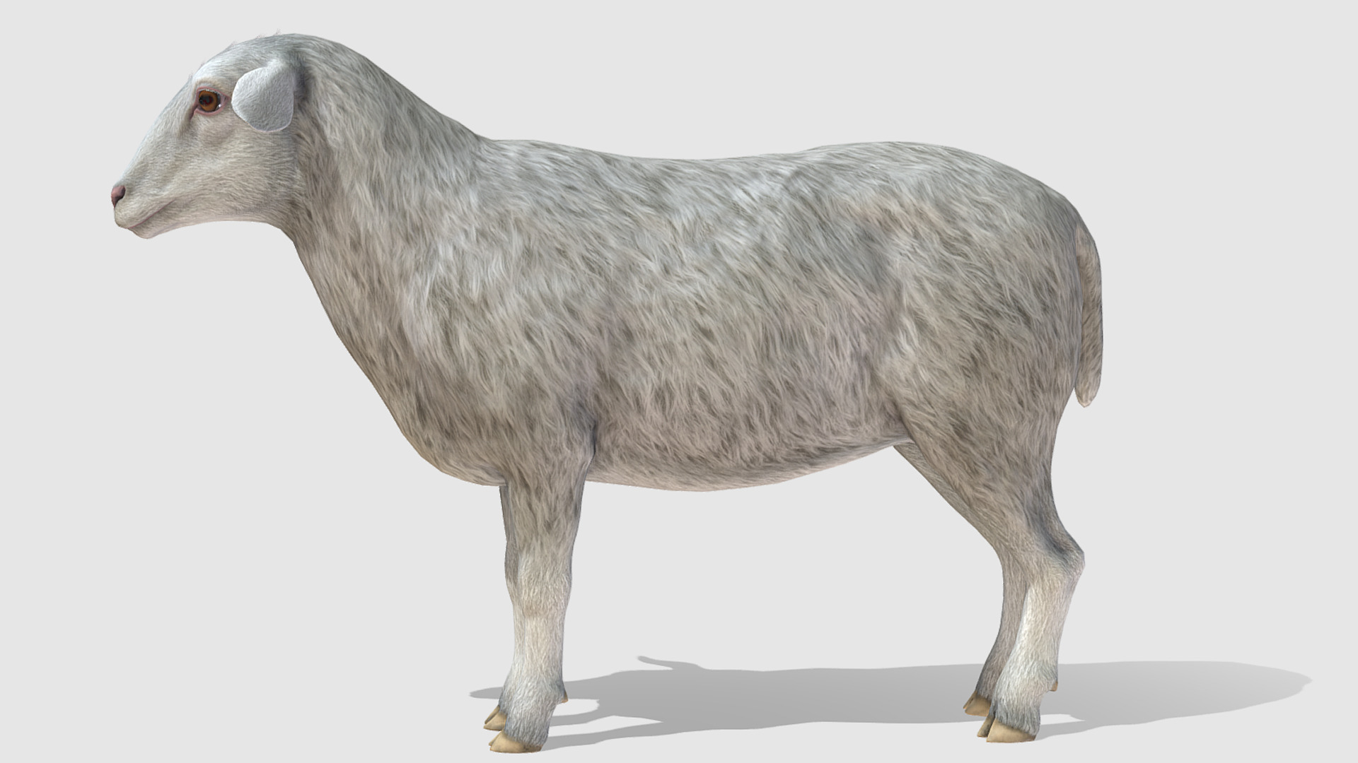 SHEEP FAMILY Low-poly 3D model_8