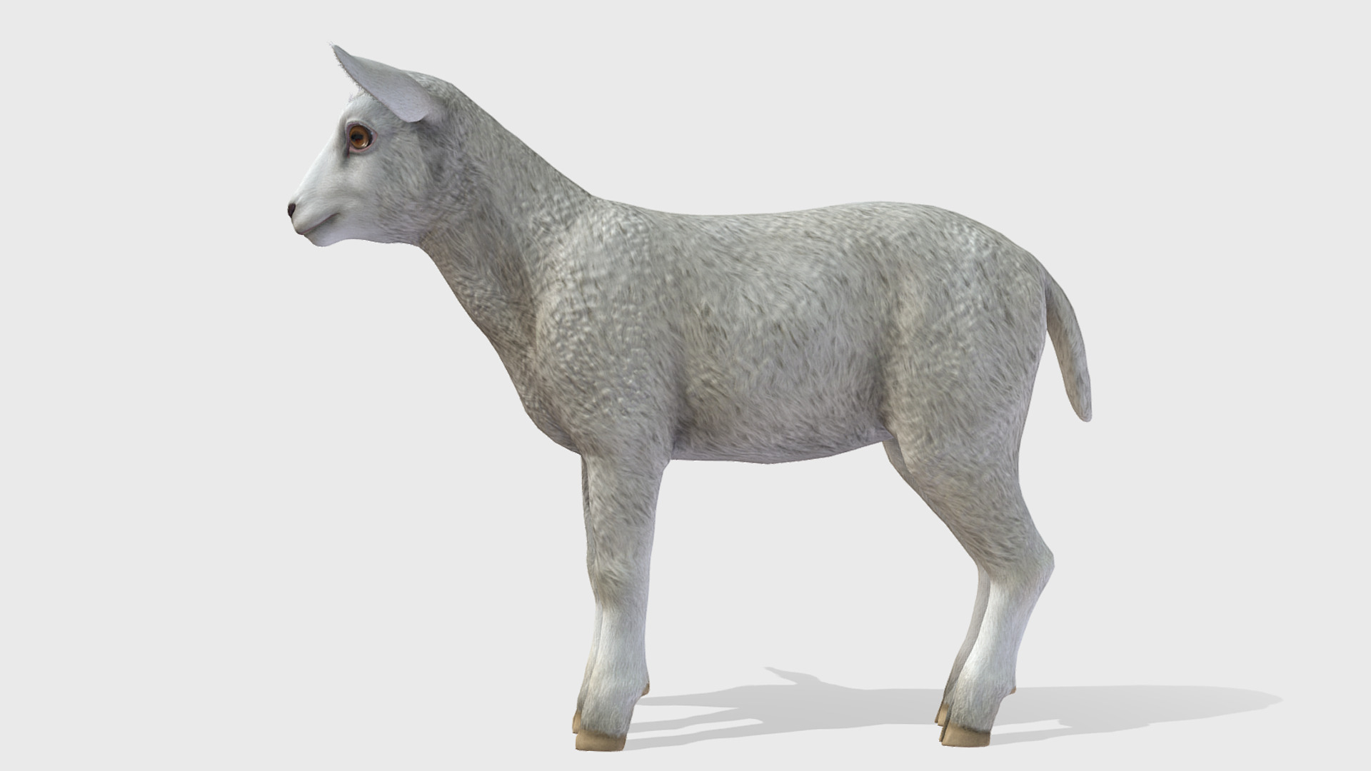 SHEEP FAMILY Low-poly 3D model_9