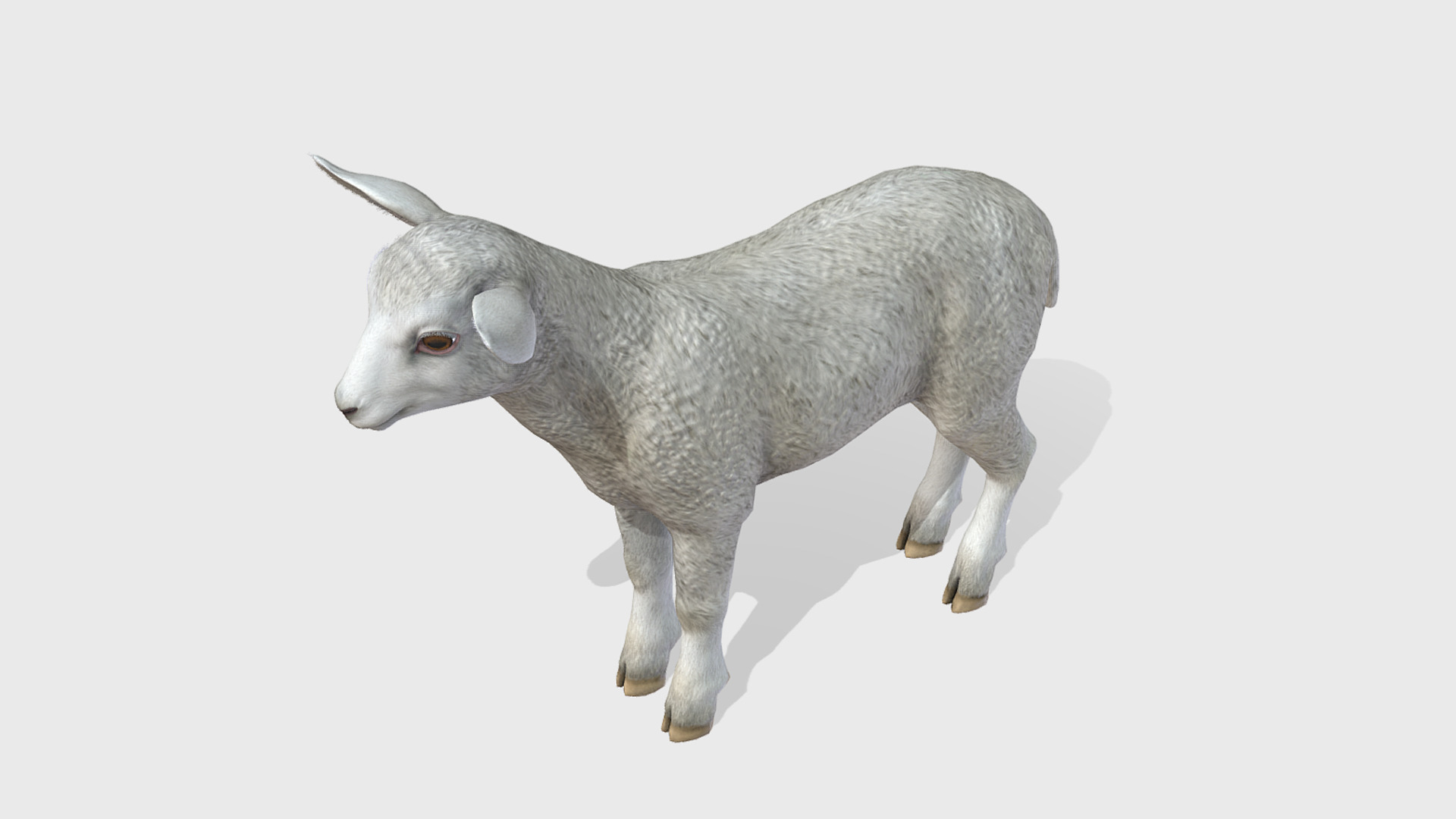 SHEEP FAMILY Low-poly 3D model_15