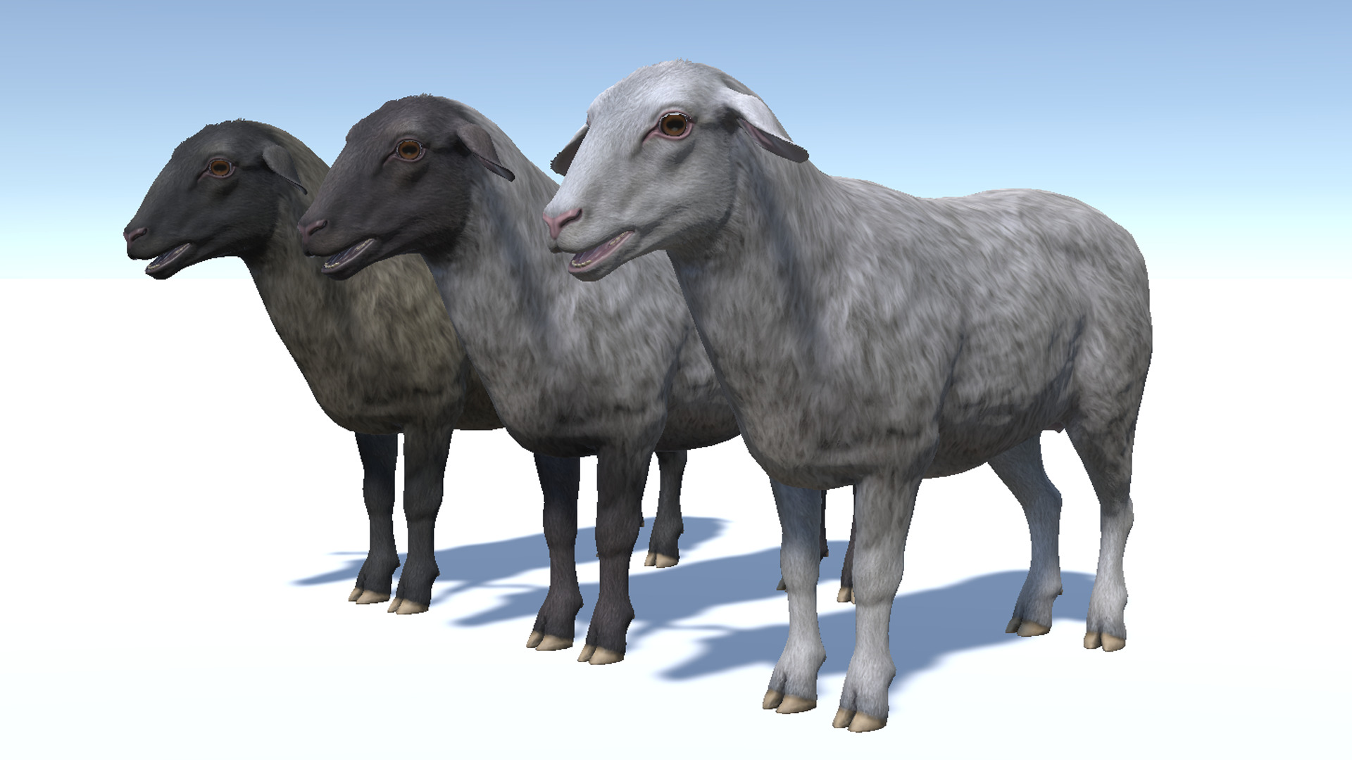SHEEP FAMILY Low-poly 3D model_23