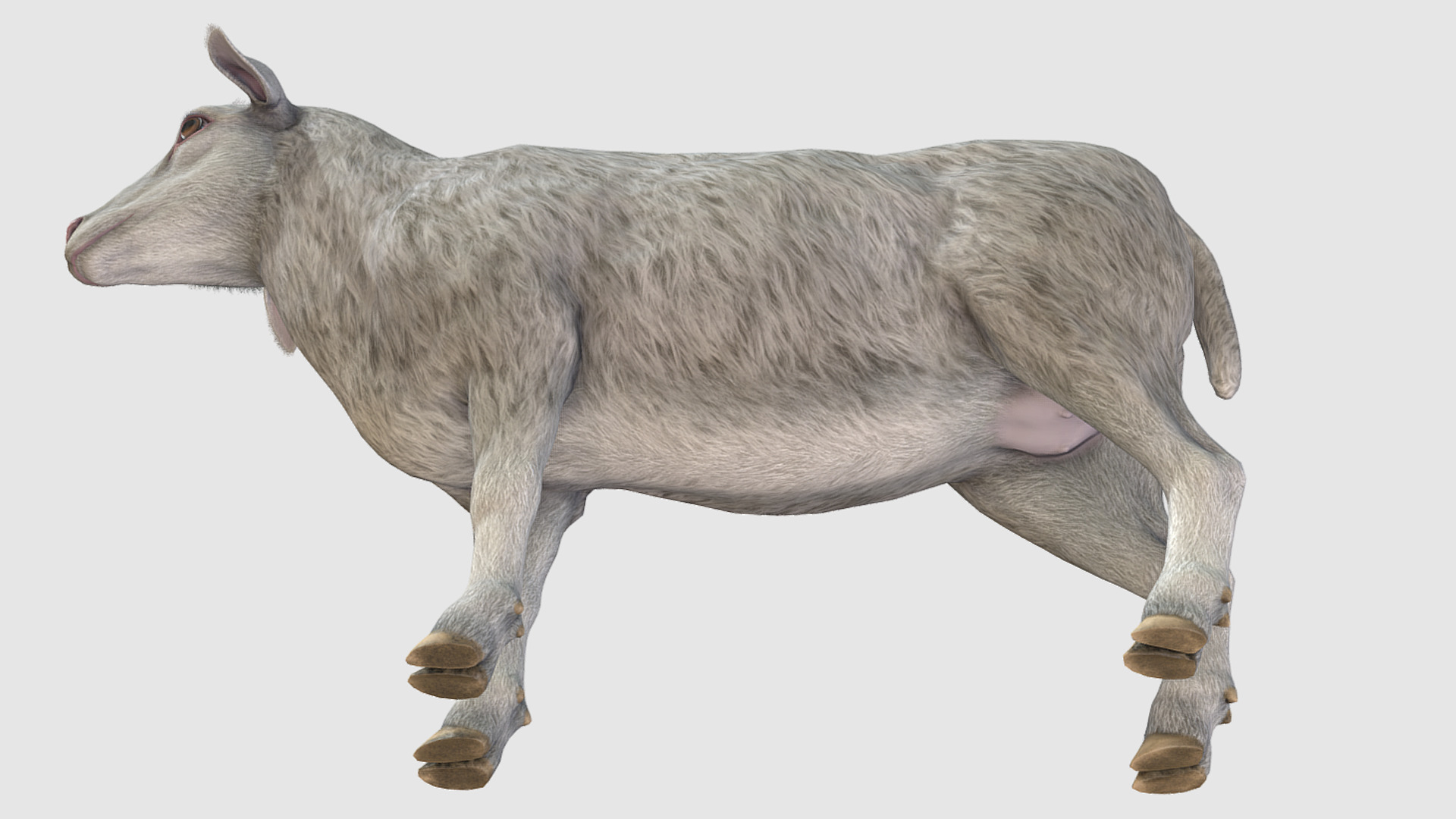 SHEEP FAMILY Low-poly 3D model_20