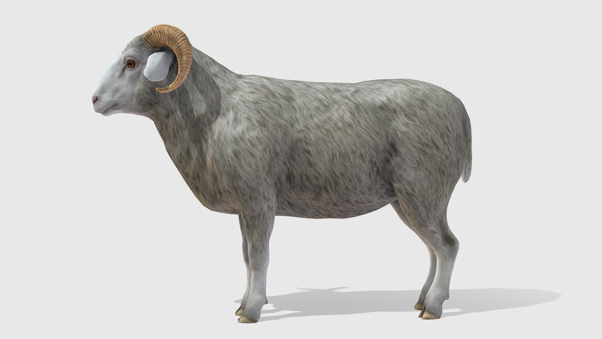 SHEEP FAMILY Low-poly 3D model_7