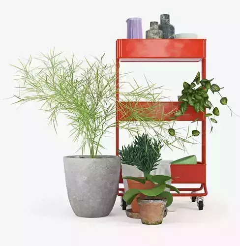 Decoration and plants